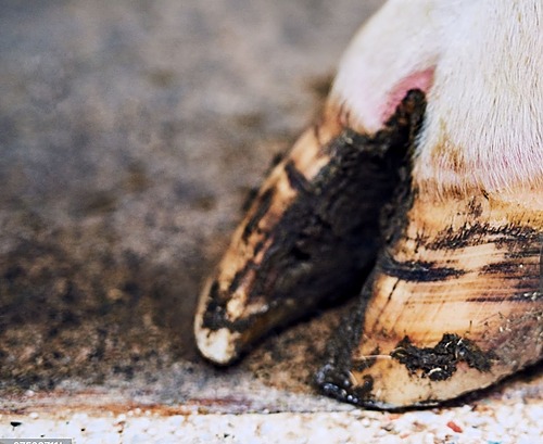 Boiteries et pathologies du pied en élevages bovins_FODSA