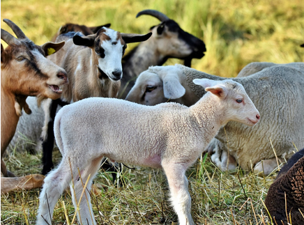 De l&rsquo;alimentation à la santé des agneaux/chevreaux : prévenir les maladies et réussir leur sevrage