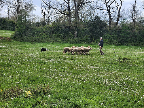 Découverte de l&rsquo;éducation et du dressage du chien de conduite de troupeau_ADPSA
