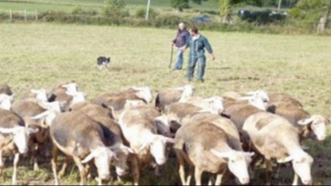 Éducation et dressage du chien de troupeau – initiation