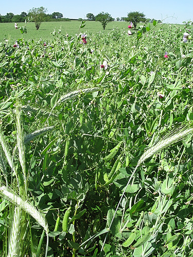 MAEC Occ 23-27 – Agriculture biologique de conservation des sols_CA12