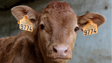 Santé des veaux « prévenir plutôt que guérir »_FODSA_2023
