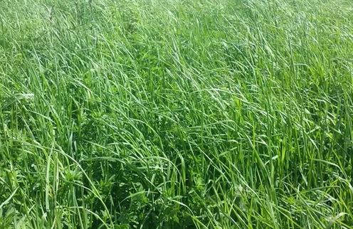 MAEC Occ 23-27 – Volet 1 – Optimiser la longévité des prairies et la gestion de l&rsquo;herbe_2024_CA12